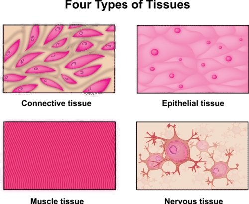 An illustration of the four tissue types found in the human body