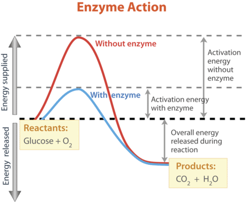 How enzyme changes activation energy