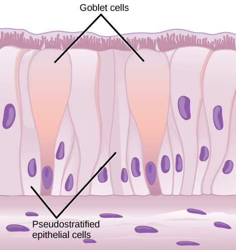 Illustration shows columnar cells arranged side-by-side. The cells are wide at the top, and thin at the bottom. Shorter columnar cells are interspersed between the lower, thin part of the tall columnar cells. Some of these cells extend to the surface of the epithelium, but they are very thin at the top. The nuclei of the tall columnar cells are located near the top, and the nuclei of the shorter columnar cells are located near the bottom, giving the appearance of two layers of cells. Cilia extend from the top of the tall columnar cells. Oval goblet cells are interspersed among the columnar epithelial cells. Beneath the columnar cells is a layer of horizontal cells.