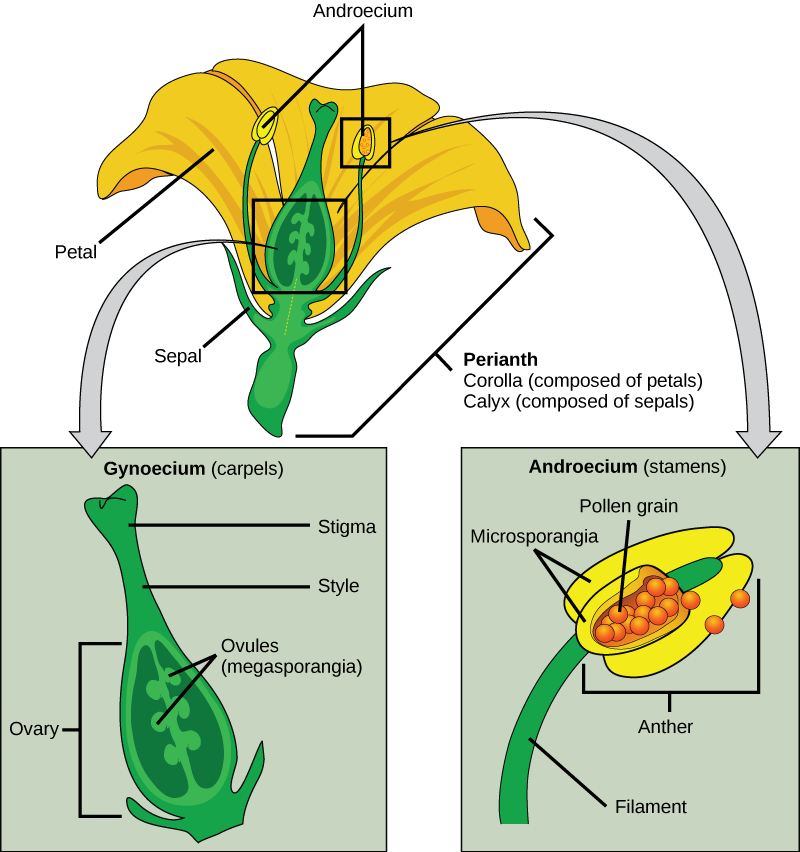  Illustration shows parts of a flower, which is called the perianth. The corolla is composed of petals, and the calyx is composed of sepals. At the center of the perianth is a vase-like structure called the carpel. A flower may have one or more carpels, but the example shown has only one. The narrow neck of the carpel, called the style, widens into a flat stigma at the top. The ovary is the wide part of the carpel. Ovules, or megasporangia, are clusters of pods in the middle of the ovary. The androecium is composed of stamens which cluster around the carpel. The stamen consists a long, stalk-like filament with an anther at the end. The anther shown is tri-lobed. Each lobe,  called a microsporangium, is filled with pollen.