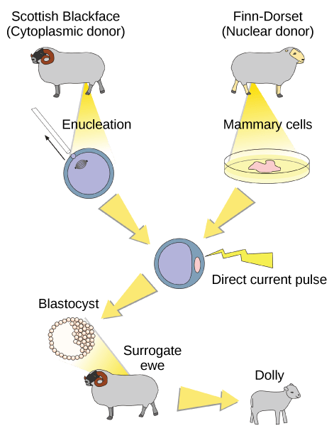 To clone Dolly the sheep, a Scottish Blackface sheep was used as a cytoplasmic donor. Eggs from this sheep were extracted, and the nucleus removed. A Finn-Dorset sheep was used as the nuclear donor. Nuclei were extracted from mammary cells, and direct electric current was used to fuse the nuclear DNA with the donor egg. The egg was then allowed to divide to the blastocyst stage, in which a sphere of cells contains a cluster of cells on one side. The blastocyst was implanted in a surrogate mother, resulting in Dolly the sheep.