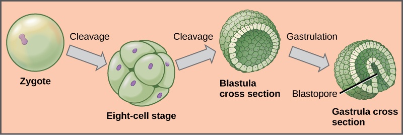 The left part of the illustration shows a single-celled zygote. The initial cleavage, or cell division, results in a ball of cells, called the eight-cell stage. The cells do not grow during cleavage, so the eight-cell stage ball is about the same diameter as the zygote. Further cleavage results in a hollow ball of cells called a blastula. Upon gastrulation, part of the ball of cells invaginates, forming a cavity called a blastopore.