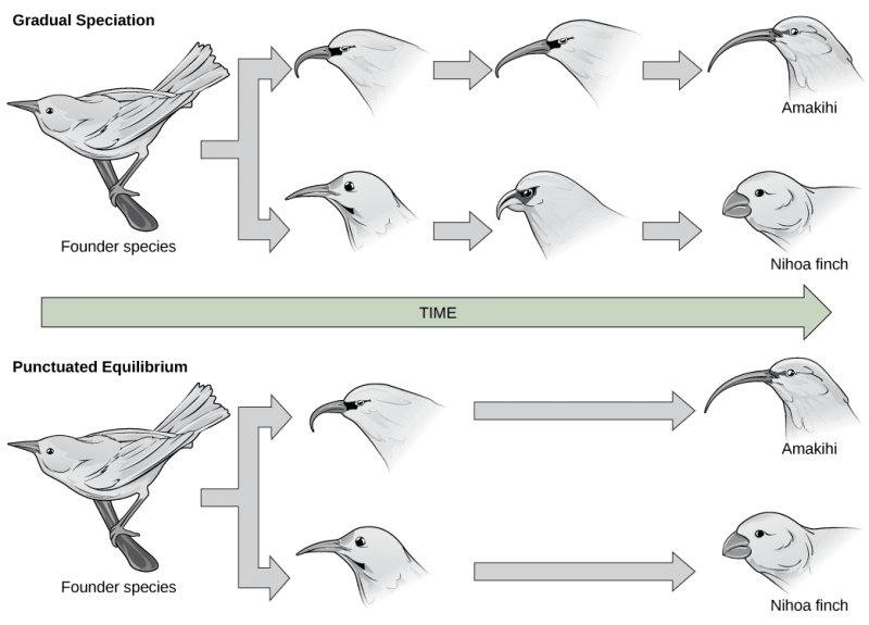  In the gradual speciation example, a founder species of bird diverges into one species with a hooked beak, and another with strait beak. Over time, the hooked beak gets longer and thinner, and the straight beak gets shorter and fatter. In the punctuated equilibrium example, as in the graduated speciation example, the founder species diverges into one species with a hooked break and another with a straight beak. However, in this case the hooked and straight beaks gives rise immediately to long, thin and short, fat beaks.