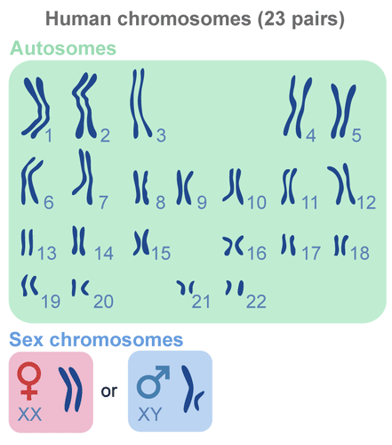 Karyotype, showing 23 chromosomes