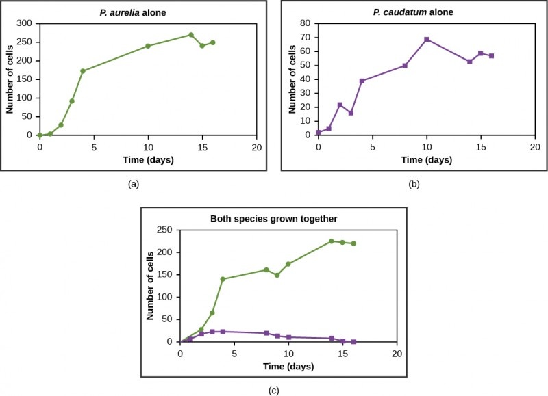 Graphs a, b, and c all plot number of cells versus time in days. In Graph (a), P. aurelia is grown alone. In graph (b), P. caudatum is grown alone. In graph (c), both species are grown together. When grown together, the two species both exhibit logistic growth and grow to a relatively high cell density. When the two species are grown together, P. aurelia shows logistic growth to nearly the same cell density as it exhibited when grown alone, but P. caudatum hardly grows at all, and eventually its population drops to zero.