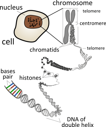 Zooming in on chromosome and chromatids