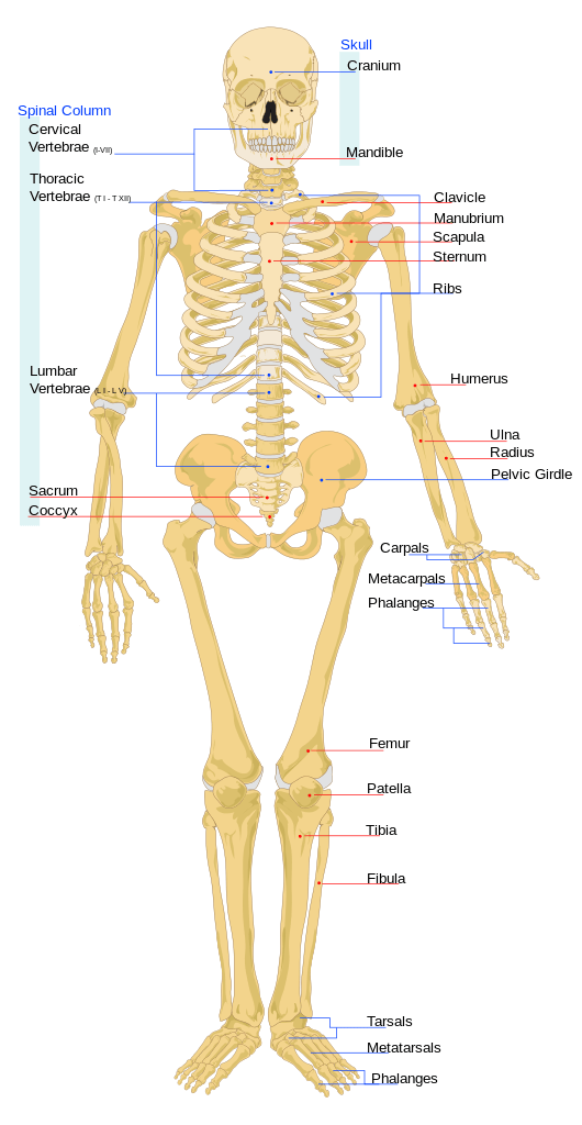 The human skeleton consists of bones, cartilage, and ligaments.