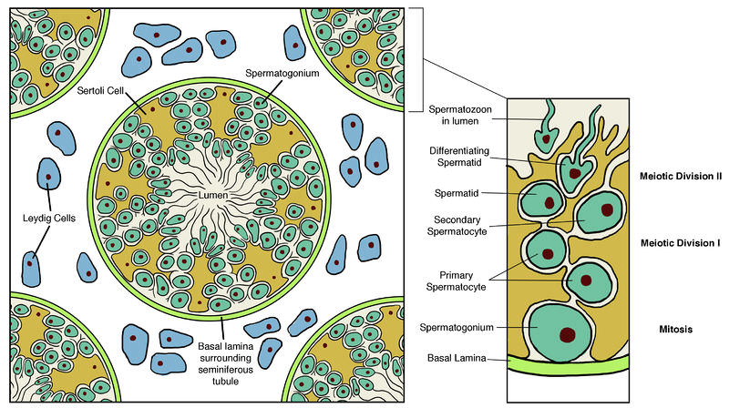 Cross section of a testis and seminiferous tubules