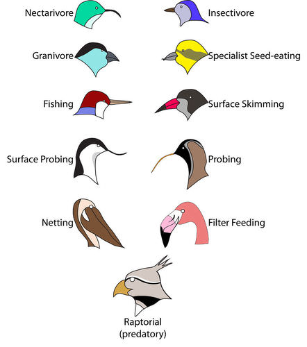 An illustration of different bird beak types adapted for its niche