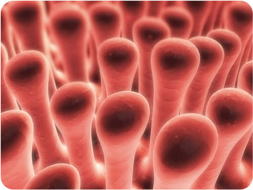 Magnified image of villi