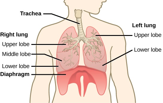 The illustration shows the trachea, which starts at the top of the neck and continues down into the chest, where it branches into the bronchi, which enter the lungs. The left lung has two lobes. The upper lobe is located in front of and above the lower lobe. The right lung has three lobes. The upper lobe is on the top, the lower lobe is on the bottom, and the middle lobe is sandwiched between them. The diaphragm presses against the bottom of the lungs and has the appearance of skin stretched over the top of a drum. Wide flaps of the diaphragm extend downward on the front left and right sides of the body. On the back, thin flaps of diaphragm stretch downward on either side of the spine.