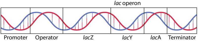 The parts of the lac operon: promoter, operator, lacZ, lacY, lacA, terminator