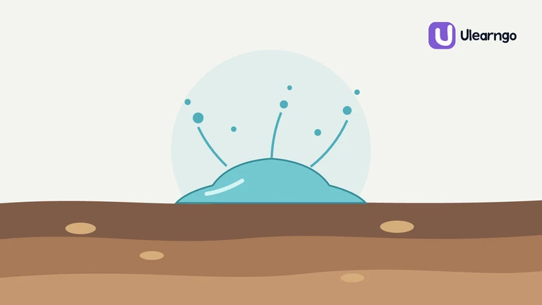 Why Does the First Rain Smell So Good? The Science of Petrichor