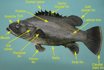 fish-exterior-anatomy