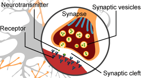 Closeup of synapse during signal transmission