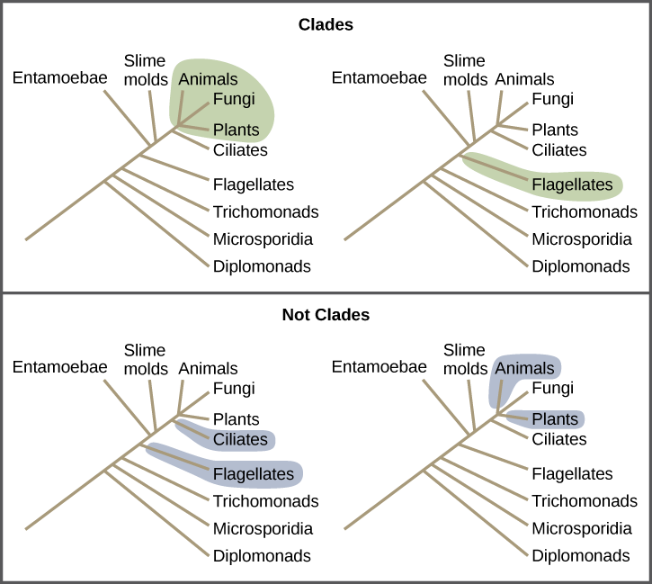 Illustrations show a phylogenetic tree that includes eukaryotic species. A central line represents the trunk of the tree. From this trunk, various groups branch. In order from the bottom, these are diplomonads, microsporidia, trichomonads, flagellates, entamoebae, slime molds, and ciliates. At the top of the tree, animals, fungi and plants all branch from the same point and are shaded to show that they belong in the same clade. Flagellates are on a branch by themselves, and they also form their own clade and are shaded to show this. In another image, Flagellates and ciliates are shaded to show that they branch from different points on the tree and are not considered clades. Likewise, a grouping of animals and plants but not fungi would not be considered a clade cannot exclude a branch originating at the same point as the others.