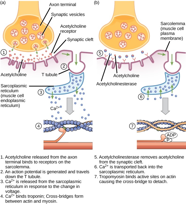 There are four steps in the start of a muscle contraction. Step 1: Acetylcholine released from synaptic vesicles in the axon terminal binds to receptors on the muscle cell plasma membrane. Step 2: An action potential is initiated that travels down the T tubule. Step 3: Calcium ions are released from the sarcoplasmic reticulum in response to the change in voltage. Step 4: Calcium ions bind to troponin, exposing active sites on actin. Cross-bridge formation occurs and muscles contract. Three additional steps are part of the end of a muscle contraction. Step 5: Acetylcholine is removed from the synaptic cleft by acetylcholinesterase. Step 6: Calcium ions are transported back into the sarcoplasmic reticulum. Step 7: Tropomyosin covers active sites on actin preventing cross-bridge formation, so the muscle contraction ends.
