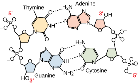 Antiparallel Strands: In a double stranded DNA molecule, the two strands run antiparallel to one another so that one strand runs 5′ to 3′ and the other 3′ to 5′. The phosphate backbone is located on the outside, and the bases are in the middle. Adenine forms hydrogen bonds (or base pairs) with thymine, and guanine base pairs with cytosine.