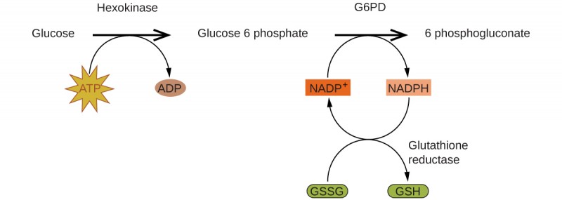 A reaction mechanism is diagrammed in this figure. At the left, the name Glucose is followed by a horizontal, right pointing arrow, labeled, “Hexokinase.” Below this arrow and to the left is a yellow star shape labeled, “A T P.” A curved arrow extends from this shape to the right pointing arrow, and down to the right to a small brown oval labeled, “A D P.” To the right of the horizontal arrow is the name Glucose 6 phosphate, which is followed by another horizontal, right pointing arrow which is labeled, “G 6 P D.” A small orange rectangle below and left of this arrow is labeled “N A D P superscript plus.” A curved arrow extends from this shape to the right pointing arrow, and down to the right to a small salmon-colored rectangle labeled “N A P D H.” A curved arrow extends from this shape below and to the left, back to the orange rectangle labeled, “N A D P superscript plus.” Another curved arrow extends from a green oval labeled “G S S G” below the orange rectangle, up to the arrow curving back to the orange rectangle. This last curved arrow continues on to the lower right to a second green oval labeled, “G S H.” The end of this curved arrow is labeled, “Glutathione reductase.” To the right of the rightmost horizontal arrow appears the name 6 phosphogluconate.