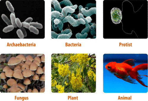 Diversity in the Kingdoms of Life