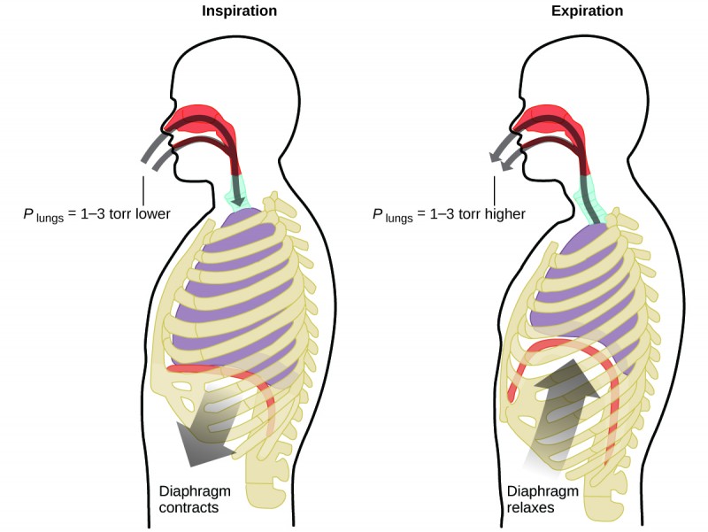 This figure contains two diagrams of a cross section of the human head and torso. The first diagram on the left is labeled “Inspiration.” It shows curved arrows in gray proceeding through the nasal passages and mouth to the lungs. An arrow points downward from the diaphragm, which is relatively flat, just beneath the lungs. This arrow is labeled “Diaphragm contracts.” At the entrance to the mouth and nasal passages, a label of P subscript lungs equals 1 dash 3 torr lower” is provided. The second, similar diagram, which is labeled “Expiration,” reverses the direction of both arrows. Arrows extend from the lungs out through the nasal passages and mouth. Similarly, an arrow points up to the diaphragm, showing a curved diaphragm and lungs reduced in size from the previous image. This arrow is labeled “Diaphragm relaxes.” At the entrance to the mouth and nasal passages, a label of P subscript lungs equals 1 dash 3 torr higher” is provided.