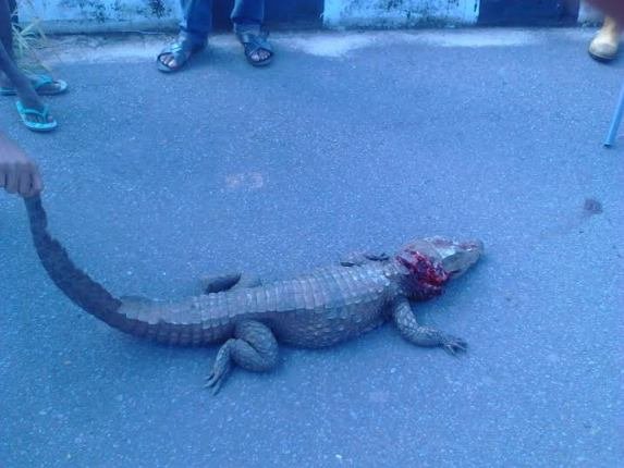 Crocodile Killed By Students In UNIZIK Awka 