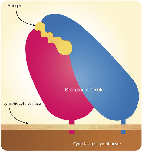 Antigen receptor interaction