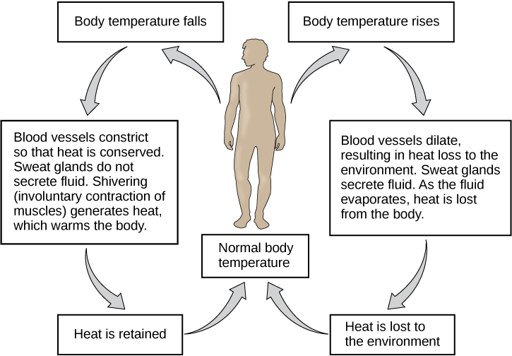Flow chart shows how normal body temperature is maintained. If the body temperature rises, blood vessels dilate, resulting in loss of heat to the environment. Sweat glands secrete fluid. As this fluid evaporates, heat is lost form the body. As a result, the body temperature falls to normal body temperature. If body temperature falls, blood vessels constrict so that heat is conserved. Sweat glands do not secrete fluid. Shivering (involuntary contraction of muscles) releases heat which warms the body. Heat is retained, and body temperature increases to normal.