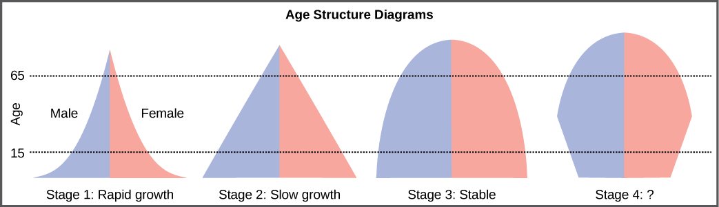 For the four different age structure diagrams shown, the base represents birth and the apex occurs around age 70. The age structure diagram for stage 1, rapid growth, is shaped like a deflated triangle that starts out wide at the base and rapidly decreases to a narrow apex, indicating that the number of individuals decreases rapidly with age. The age structure diagram for stage 2, slow growth, is triangular in shape, indicating that the number of individuals decreases steadily with age. The age structure diagram for stage 3, stable growth, is rounded at the top, indicating that the number of individuals per age group decreases gradually at first, then increases for the older portion of the population. The final age structure diagram, stage 4, widens from the base to middle age, and then narrows to a rounded top. The population type indicated by this diagram is not given, as this is part of the art connection question.