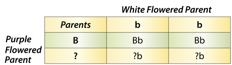 Test cross with a Punnett square