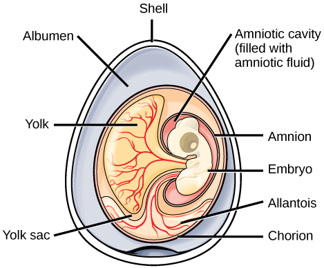 The illustration shows an egg with the shell, embryo, yolk, yolk sac, and the extra-embryonic membranes