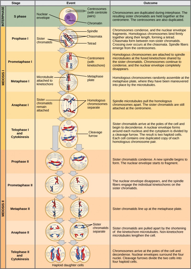 This illustration outlines the stages of meiosis. In interphase, before meiosis begins, the chromosomes are duplicated. Meiosis I then proceeds through several stages. In prophase I, the chromosomes begin to condense and the nuclear envelope fragments. Homologous pairs of chromosomes line up, and chiasmata form between them. Crossing over occurs at the chiasmata. Spindle fibers emerge from the centrosomes. In prometaphase I, homologous chromosomes attach to the spindle microtubules. In metaphase I, homologous chromosomes line up at the metaphase plate. In anaphase I, the spindle microtubules pull the homologous pairs of chromosomes apart. In telophase I and cytokinesis, the sister chromatids arrive at the poles of the cell and begin to decondense. The nuclear envelope begins to form again, and cell division occurs. Meiosis II then proceeds through several stages. In prophase II, the sister chromatids condense and the nuclear envelope fragments. A new spindle begins to form. In prometaphase II, the sister chromatids become attached to the kinetochore. In metaphase II, the sister chromatids line up at the metaphase plate. In anaphase II, the sister chromatids are pulled apart by the shortening spindles. In telophase II and cytokinesis, the nuclear envelope forms again and cell division occurs, resulting in four haploid daughter cells.