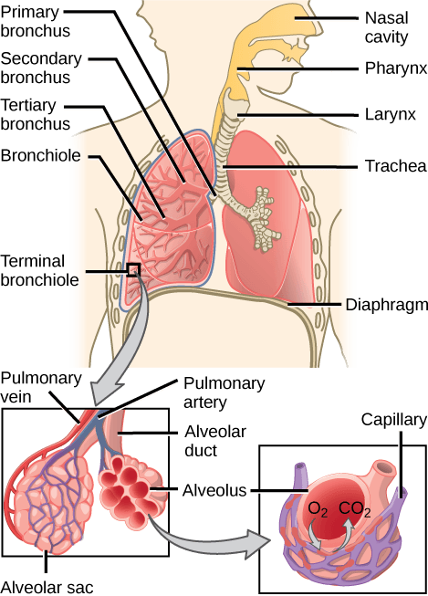 The illustration shows the flow of air through the human respiratory system. The nasal cavity is a wide cavity above and behind the nostrils, and the pharynx is the passageway behind the mouth. The nasal cavity and pharynx join and enter the trachea through the larynx. The larynx is somewhat wider than the trachea and flat. The trachea has concentric, ring-like grooves, giving it a bumpy appearance. The trachea bifurcates into two primary bronchi, which are also grooved. The primary bronchi enter the lungs, and branch into secondary bronchi. The secondary bronchi in turn branch into many tertiary bronchi. The tertiary bronchi branch into bronchioles, which branch into terminal bronchioles. Each terminal bronchiole ends in an alveolar sac. Each alveolar sac contains many alveoli clustered together, like bunches of grapes. The alveolar duct is the air passage into the alveolar sac. The alveoli are hollow, and air empties into them. Pulmonary arteries bring deoxygenated blood to the alveolar sac (and thus appear blue), and pulmonary veins return oxygenated blood (and thus appear red) to the heart. Capillaries form a web around each alveolus. The diaphragm is a membrane that pushes up against the lungs.