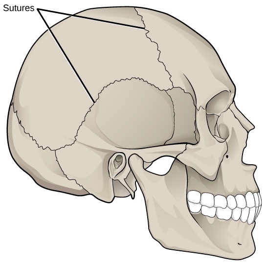 Illustration shows sutures that knit the back part of the skull together with the front and lower parts.