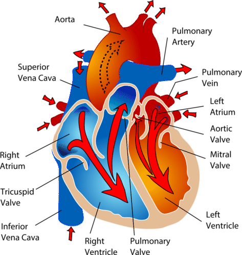 The chambers of the heart and the valves between them are shown here.