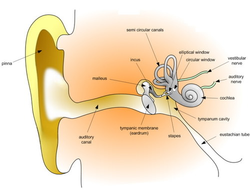 Ear illustration