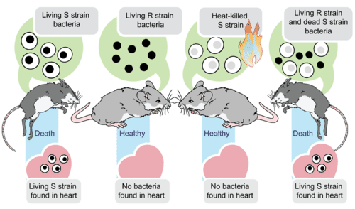 Griffith's discovery of bacteria transformation