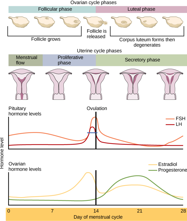 The menstrual cycle encompasses both an ovarian cycle and a uterine cycle. The uterine cycle is divided into menstrual flow, the proliferative phase and the secretory phase. The ovarian cycle is separated into follicular and luteal phases. At day zero the uterine cycle enters the menstrual phase and the ovarian cycle enters the follicular phase. Menstruation begins, and the follicle inside the uterus begins to grow. The level of the pituitary hormone FSH rises slightly, while LH levels remain low. The levels of ovarian hormones estradiol and progesterone remain low. After menses the uterine cycle enters the proliferative phase and the follicle continues to grow. The level of the ovarian hormone estradiol begins to rapidly rise. Toward the end of the proliferative phase, levels of the pituitary hormones FSH and LH rise as well. Around day fourteen, just after the levels of estrogen, progesterone and estradiol reach their peak, ovulation occurs. The follicle ruptures, releasing the oocyte. The ovarian cycle enters the luteal phase. The follicle grows into a corpus luteum and then degenerates. The uterus enters the secretory phase. Progesterone levels increase and estradiol levels, which had dropped after ovulation, increase as well. Toward the end of the secretory phase estrogen and progesterone levels decrease, reaching their baseline levels around day 28. At this point menstruation begins.