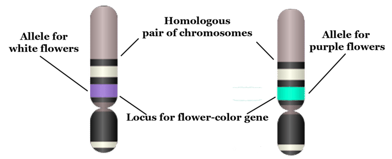 Chromosome, Gene, Locus, Allele