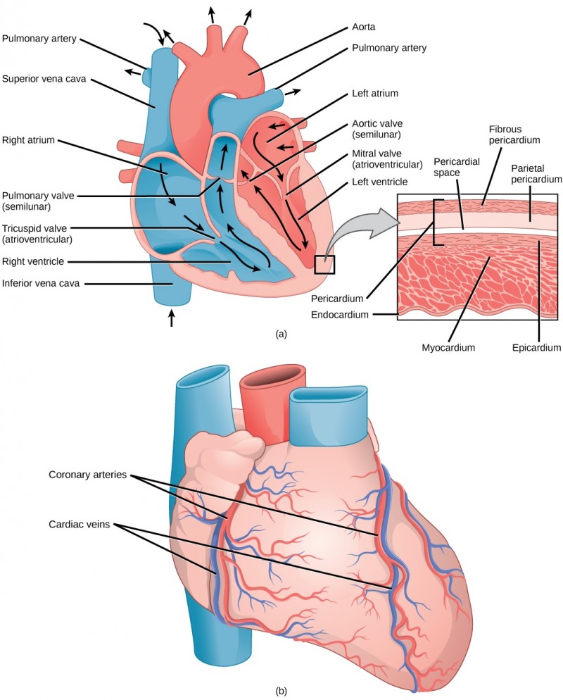 Illustration A shows the parts of the heart. Blood enters the right atrium through an upper, superior vena cava and a lower, inferior vena cava. From the right atrium, blood flows through the funnel-shaped tricuspid valve into the right ventricle. Blood then travels up and through the pulmonary valve into the pulmonary artery. Blood re-enters the heart through the pulmonary veins, and travels down from the left atrium, through the mitral valve, into the right ventricle. Blood then travels up through the aortic valve, into the aorta. The tricuspid and mitral valves are atrioventricular and funnel-shaped. The pulmonary and aortic valves are semilunar and slightly curved. An inset shows a cross section of the heart. The myocardium is the thick muscle layer. The inside of the heart is protected by the endocardium, and the outside is protected by the pericardium. Illustration B shows the outside of the heart. Coronary arteries and coronary veins run from the top down along the right and left sides.