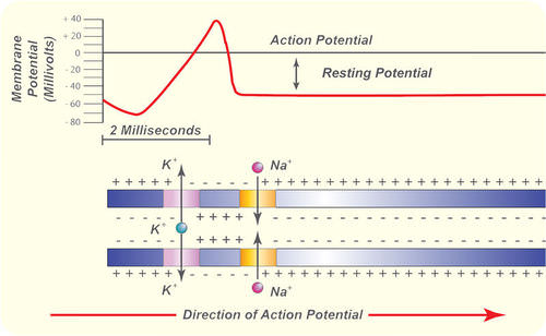 Action potential