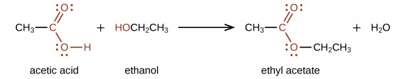 A chemical reaction is shown. On the left, a C H subscript 3 group bonded to a red C atom. The C atom forms a double bond with an O atom which is also in red. The C atom is also bonded to an O atom which is bonded to an H atom, also in red. A plus sign is shown, which is followed by H O C H subscript 2 C H subscript 3. The H O group is in red. Following a reaction arrow, a C H subscript 3 group is shown which is bonded to a red C atom with a double bonded O atom and a single bonded O. To the right of this single bonded O atom, a C H subscript 2 C H subscript 3 group is attached and shown in black. This structure is followed by a plus sign and H subscript 2 O. The O atoms in the first structure on the left and the structure following the reaction arrow have two pairs of electron dots.