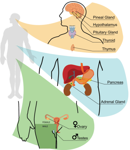 Endocrine system components