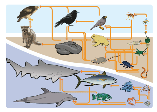 Two more examples of food webs
