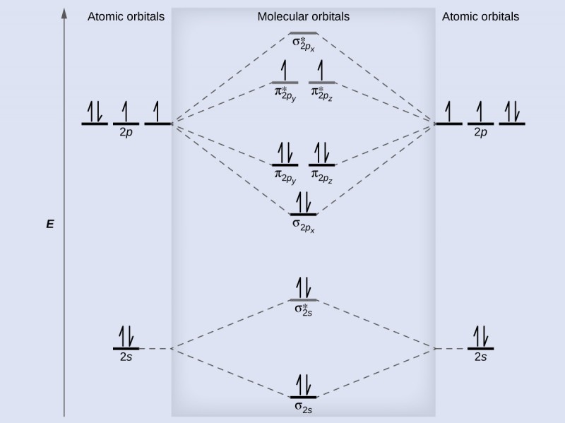 A diagram is shown that has an upward-facing vertical arrow running along the left side labeled, “E.” At the bottom center of the diagram is a horizontal line labeled, “sigma subscript 2 s,” that has two vertical half arrows drawn on it, one facing up and one facing down. This line is connected to the right and left by upward-facing, dotted lines to two more horizontal lines, each labeled, “2 s,” and with two vertical half arrows drawn on them, one facing up and one facing down. These two lines are connected by upward-facing dotted lines to another line in the center of the diagram, but farther up from the first and labeled, “sigma subscript 2 s superscript asterisk.” This horizontal line has two vertical half-arrow drawn on it, one facing up and one facing down. Moving further up the center of the diagram is a horizontal line labeled, “sigma subscript 2 p subscript x,” which lies below two horizontal lines, lying side-by-side, and labeled “pi subscript 2 p subscript y,” and “pi subscript 2 p subscript z.” Both the bottom and top lines are connected to the right and left by upward-facing, dotted lines to three more horizontal lines, each labeled, “2 p,” on either side. These sets of lines each hold three upward-facing and one downward-facing half-arrow. They are connected by upward-facing dotted lines to another single line and then pair of double lines in the center of the diagram, but farther up from the lower lines. They are labeled, “sigma subscript 2 p subscript x superscript asterisk,” “pi subscript 2 p subscript y superscript asterisk,” and “pi subscript 2 p subscript z superscript asterisk,” respectively. The lower of these two central, horizontal lines each contain one upward-facing half-arrow. The left and right sides of the diagram have headers that read, ”Atomic orbitals,” while the center header reads, “Molecular orbitals.”