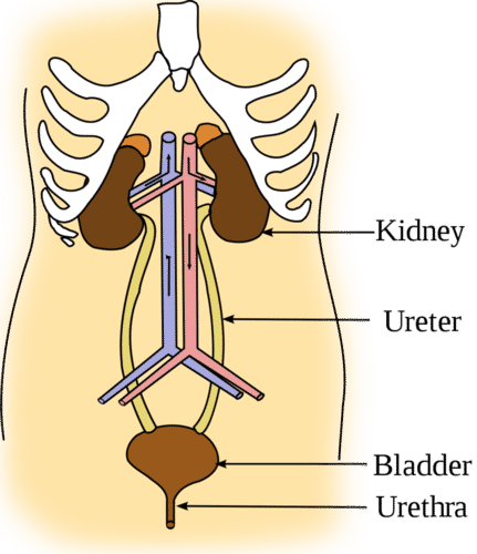 Kidney location in body