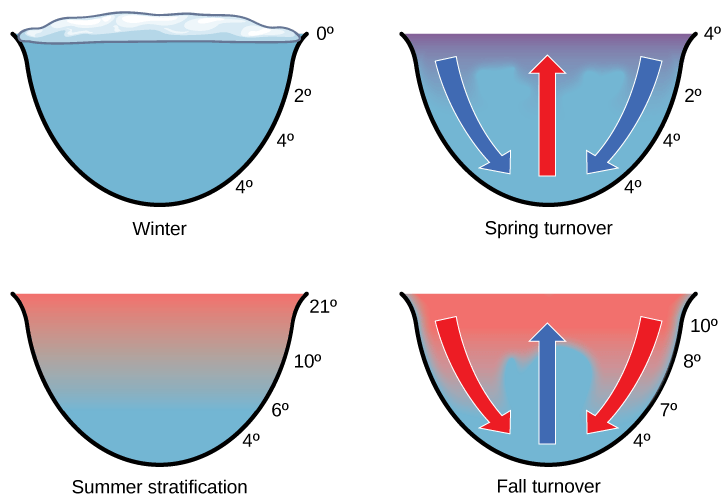  The illustration shows a cross-section of a lake in four different seasons. In winter, the surface of the lake is frozen with a temperature of 0°C. The temperature at the bottom of the lake is 4°C, and the temperature just beneath the surface is 2°C. During the spring turnover, the surface ice melts and warms to 4°C. At this temperature, the surface water is denser than the 2°C water beneath; therefore, it sinks. In summertime, the surface of the lake is 21°C, and the temperature decreases with depth, to 4°C at the bottom. During the fall turnover, the warm surface water cools to about 10°C; thus, it becomes denser and sinks.