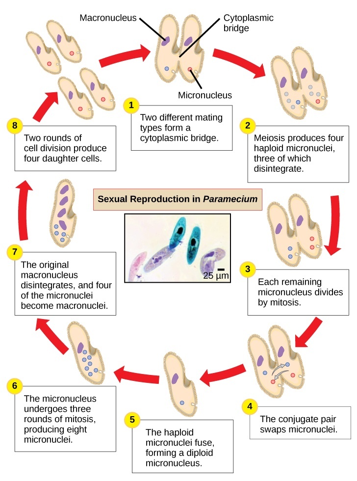 The illustration shows the life cycle of Paramecium. The cycle begins when two different mating types form a cytoplasmic bridge, becoming a conjugate pair. Each Paramecium has a macronucleus and a micronucleus. The micronuclei undergo meiosis, resulting in four haploid micronuclei in each parent cell. Three of these micronuclei disintegrate. The remaining micronuclei divide once by mitosis, resulting in two micronuclei per cell. The parent cells swap one of these micronuclei. The two haploid micronuclei then fuse, forming a diploid micronucleus. The micronucleus undergoes three rounds of mitosis, resulting in eight micronuclei. The original macronucleus dissolves, and four of the micronuclei become macronuclei. Two rounds of cell division result in four daughter cell per each parent cell, each with one macronucleus and one micronucleus.