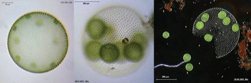 The micrograph on the left shows a sphere about 400 microns across with round green cells about 50 microns across inside. The middle micrograph shows a similar view at higher magnification. The micrograph on the right shows a broken sphere that has released some of the cells, while other cells remain inside.