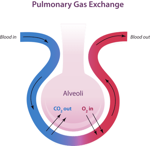 Alveoli are tiny sacs in the lungs where gas exchange takes place.